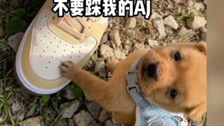 Anjing kampung kecil memang yang paling menggemaskan!