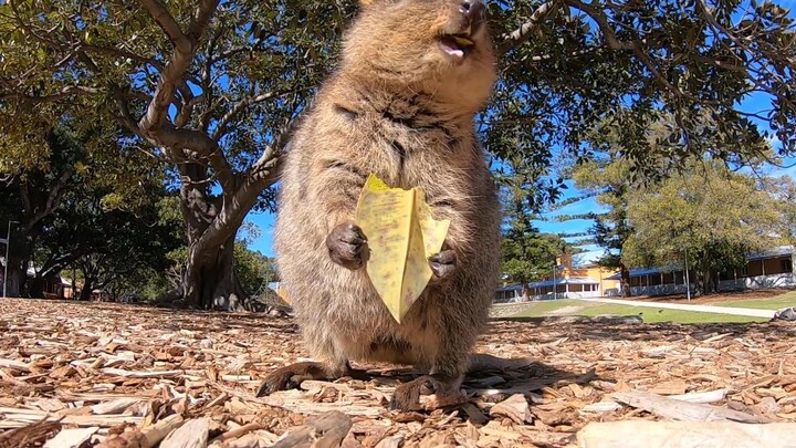 Quokka: Ăn lá thui cũng khiến tui vui