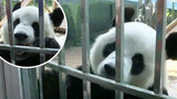 Panda Jin Hu's "En" - Sekarang VS Dulu