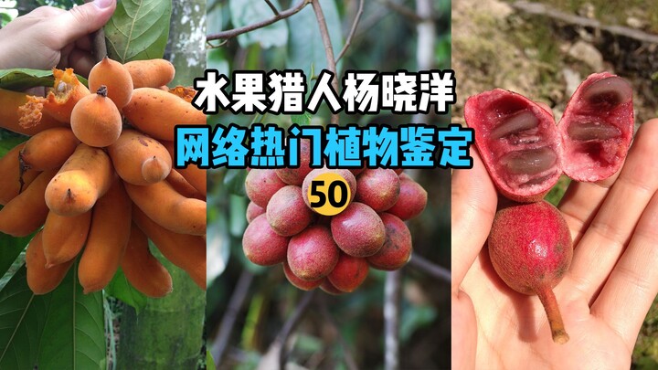 [Fruit Hunter x Hunter] 50 Internet-Hit Fruit Identifications