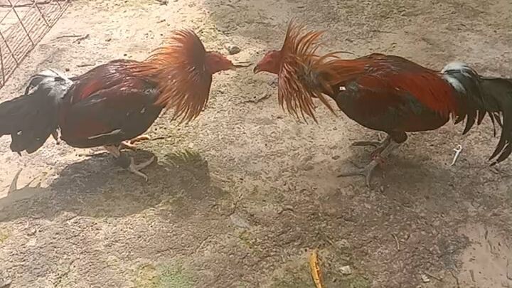 tornado vs gull parehas 2x winner