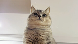 I looked for it for two hours, and it was busy in the refrigerator!