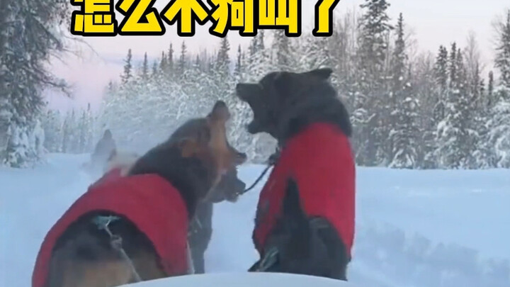 【Lồng tiếng động vật】 Con chó ngốc, mày dẫm lên chân tớ rồi!