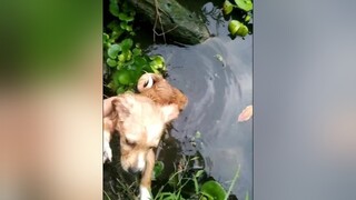 Nhẩy cả xuống ao yeucho yeuchomeo cún cúncon chó chómèo chócon chó_cưng chókhôn yeuchomeo cưng chócute pet dog dogsoftiktok doggo