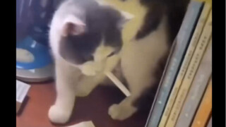 عالم نفس: احتفظ بحيوان أليف واحكِ له كل أفكارك ومشاعرك