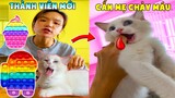 Thú Cưng Vlog | Chó Gâu Đần Golden Troll Mẹ #17 | Chó golden vui nhộn | Smart dog golden funny