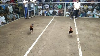 dumaguete fiesta 5stag/cock elim.2nd fight Win.BANILAD FARM