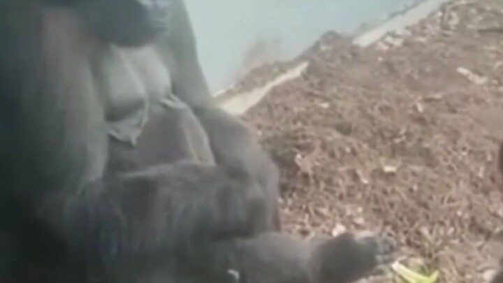 Tôi đã nói rồi mà, đầu óc tôi tinh quái thế này thì làm gì có trận nào thua đâu, sao bạn vẫn không t