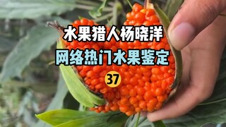 【水果猎人】网络热门水果鉴定37