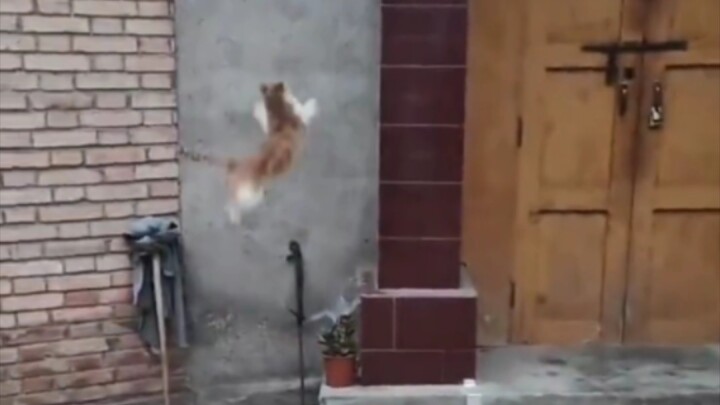 قطة الريشة الريفية تتسلق جدارًا ارتفاعه بضعة أمتار وكأنها تلعب فقط.