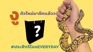 [เลี้ยงงู] EP2 มาแกะถุงงูกัน l น้องงู จากร้าน sexy ball python [Enchi mojave ball python]