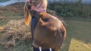 Little girl hugs a wombat that's bigger than herself 🐻