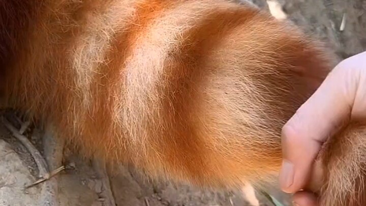 The Red Panda’s Big Tail