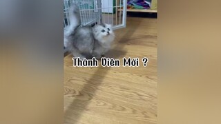 Cuộc gặp đường đột với  mèo cat