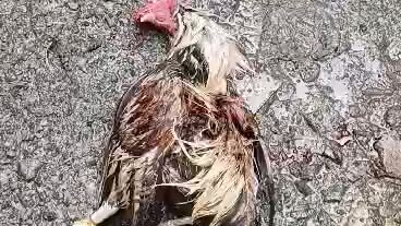 katuwaan lang diman lang nakatama patay