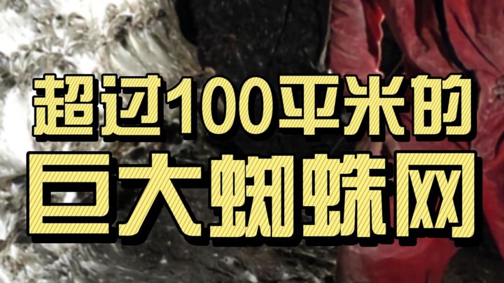 A massive spiderweb spanning over 100 square meters was discovered in a cave.