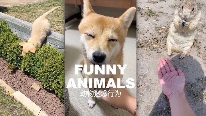 Kelakuan Menggemaskan Hewan ｜ Siapa yang tidak suka dibelai oleh tuannya?