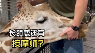那些轻松的动物视频！