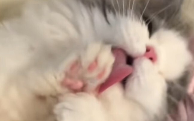 Kucing kecil seperti ini, siapa yang nggak klepek-klepek liatnya!