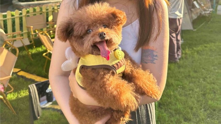 心事全在耳朵上…