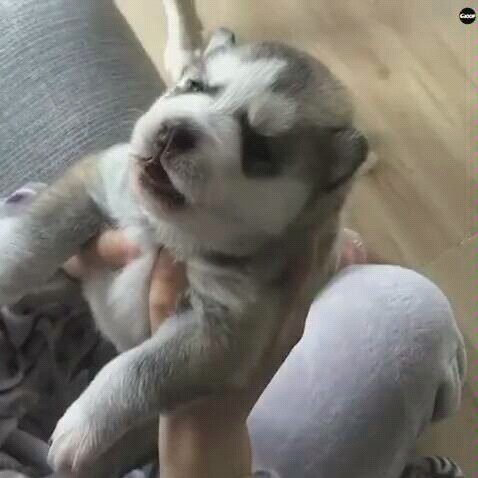 [Alaskan Malamute] Fierce Dog Roars—Terrifying, Keep Out!