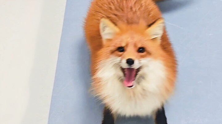 The fox sees its owner and wags its big tail so hard it turns into a propeller ♡