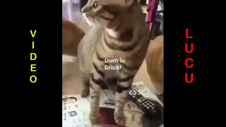 kumpulan video 😂 lucu😂 hewan😆 aneh 🤣🤣🤣🤣gokil