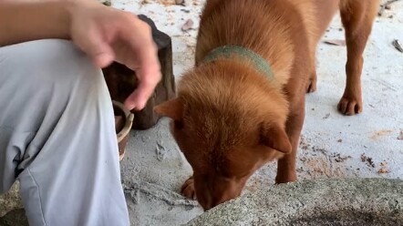 Uống trà là môn học bắt buộc của người Triều Sán