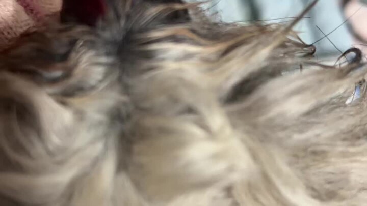 He tore Qiuqiu’s nose open the second he came up!