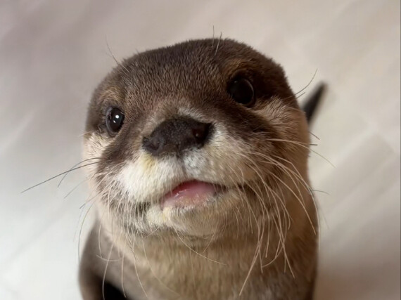 นากไม่ใช่นากทะเล