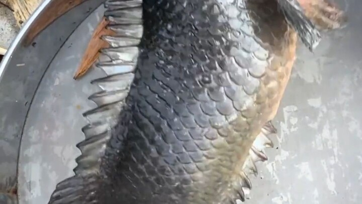 So this is the "carp" in the saying "Heroes abound like carp crossing the river"?