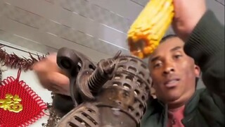Saudari penjara timur laut sedang memetik jagung