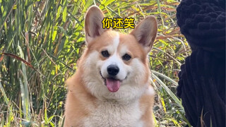 Some dogs just... stop walking along the way.🥲