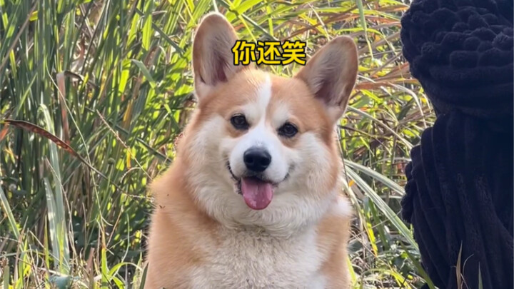 有些狗走着走着就……🥲