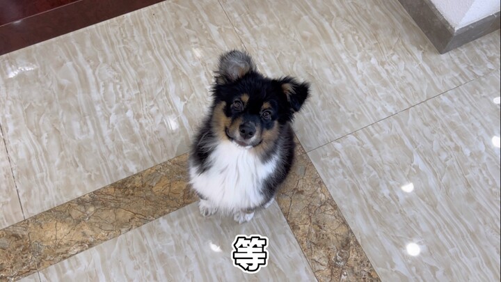 Why does the three-month-old Australian Shepherd look so old and tiny～