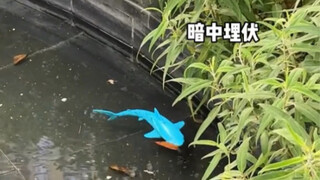 Sedikit pamer hewan peliharaan baruku, sang penguasa air "Hiu Elektronik"