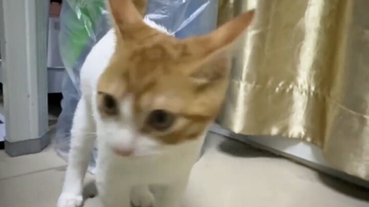 Con mèo này rất khỏe