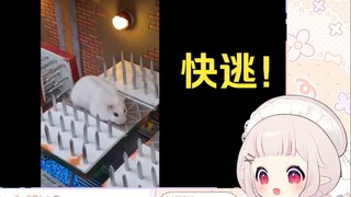 日本萝莉看《仓鼠逃离最危险的监狱迷宫》瑟瑟发抖
