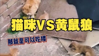 猫咪：我在等CD，你在等什么？