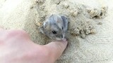 Đừng Mang Hamster Ra Bãi Biển Nhé!