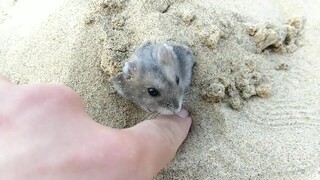 千万不要让仓鼠碰到沙滩！