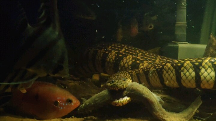 Bocourt's Mud Snake Can Distinguish Loach From Other Fish In The Tank