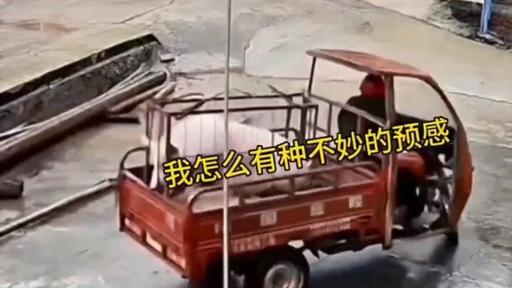 猪猪我啊，这条小命可能撑不到屠宰场半路上就交代了