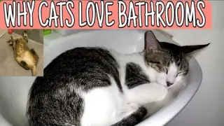 Reasons Why Do Cats Follow You Into The Bathroom | CatsLifePH