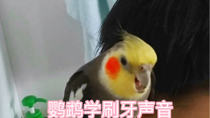 Burung Kakaktua Nymph Kecil yang Belajar Sikat Gigi