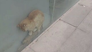 Kitten stuck in glass door, emergency rescue