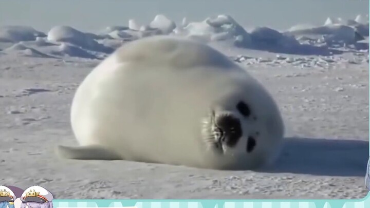 A large-scale wife recognition scene! He calls his wife adorable!