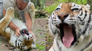 Ketika aku menyentuh tombol tersembunyi pada tubuh Macan Besar itu...