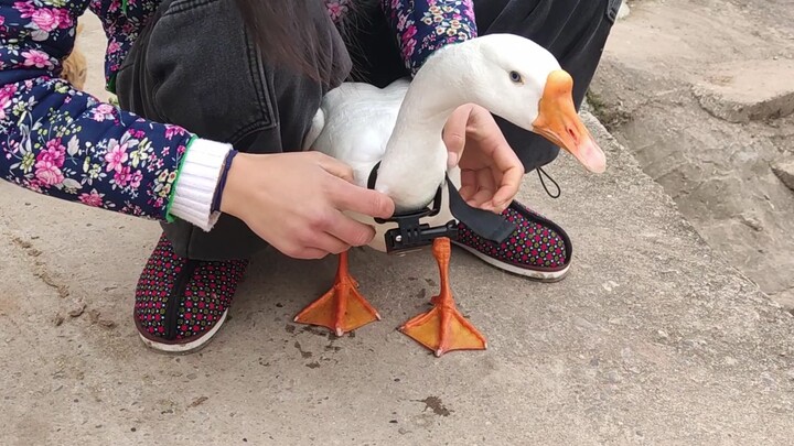 Install a camera on the goose to experience its world, but this guy was so anxious that he jumped in