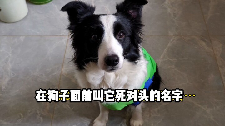 Cố tình gọi tên kẻ địch không đội trời chung của chú cún trước mặt nó......